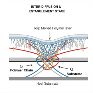 مرحله دوم: نفوذ و درهمتنیدگی (Inter-diffusion & Entanglement) در این مرحله کلیدی، زنجیرههای پلیمری که اکنون کاملاً متحرک شدهاند، از لایه بایندر به سطح مقابل نفوذ میکنند. تصور کنید که این زنجیرهها مانند رشتههای اسپاگتی در مرز تماس دو لایه، در یکدیگر فرورفته و در هم گره میخورند. این درهمتنیدگی فیزیکی، ستون اصلی و منبع استحکام چسبندگی نهایی اتصال است. هرچه این نفوذ و گرهخوردگی عمیقتر و بیشتر باشد، اتصال قویتر خواهد بود.